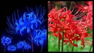 Blue Spider Lily from the anime and Spider Lily in real life (Image via Sportskeeda)